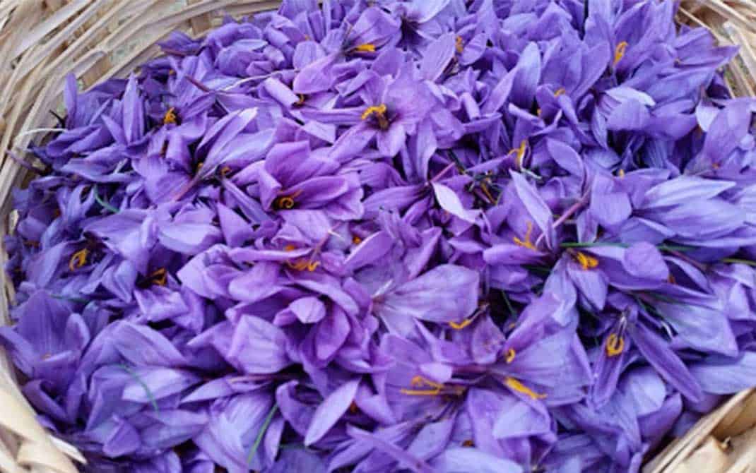 بخش کشاورزی